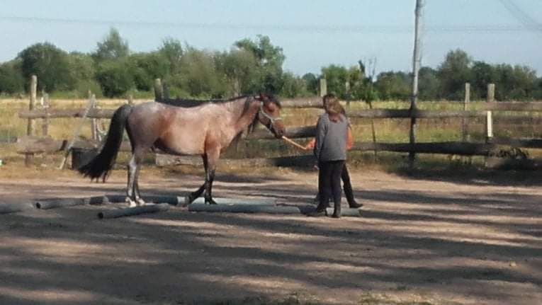 Qui sommes nous - elevage-chevaux-2